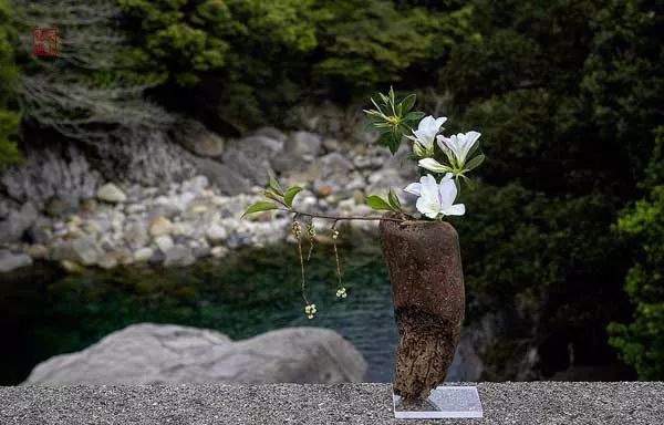 朽木生花打一生肖，朽木生花代表什么生肖插图