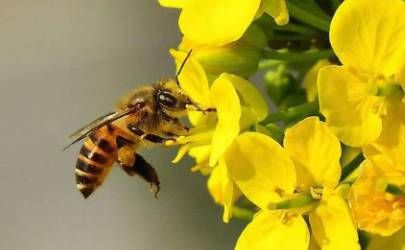 鼻梁上有凸起的骨节面相性格如何？不同鼻子的个性特点插图